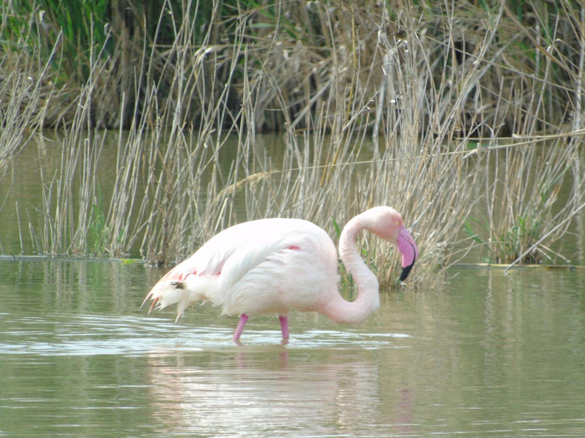 Appartamenti Lucia Quartu SantʼElena Exteriör bild